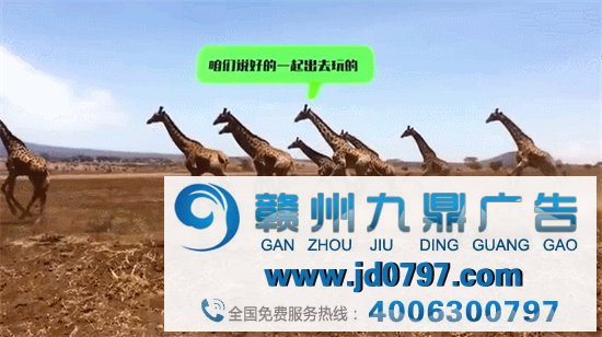 高德怕是可爱上瘾了