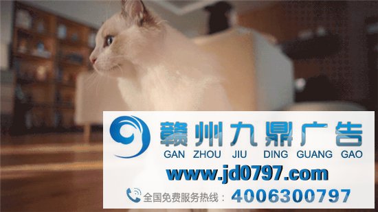 瑞幸拍新广告了,有猫!