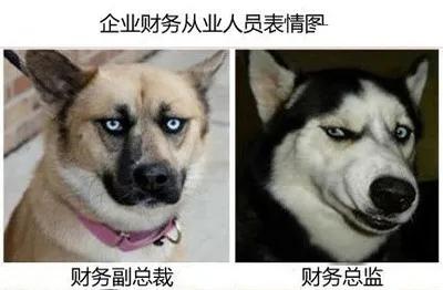 相信甲方的话，猪都市上树