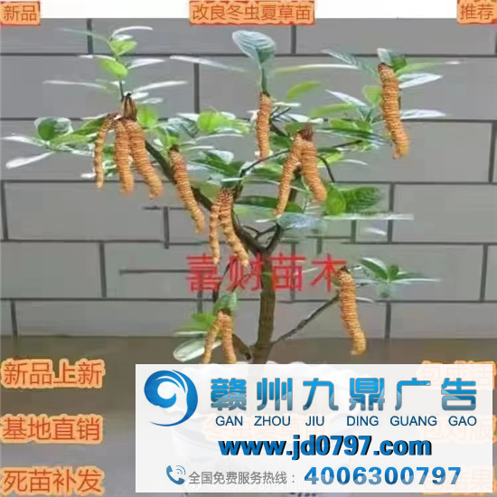 这年头，弱智广告遍地开花