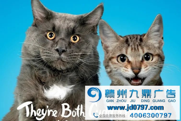 狗就是狗，猫就是猫！这则动物收养广告真走心了