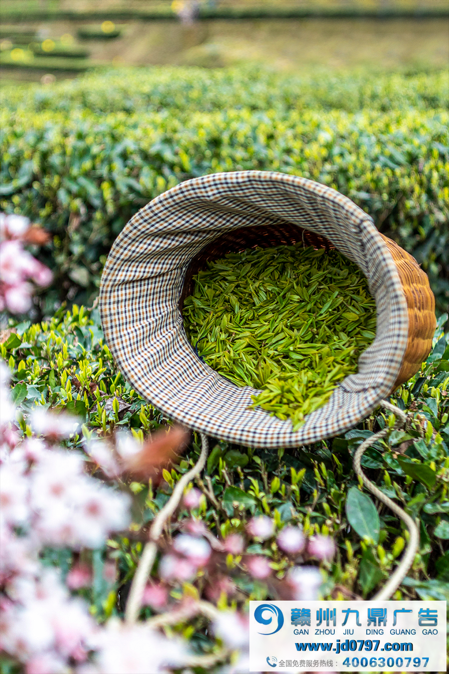 人间四月应问茶：一文读懂中国最鲜春茶源产地
